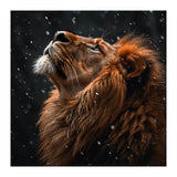 Lion Looking Up In The Snow Majestic (Print Only) thumbnail
