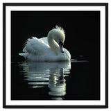 White Swan Gracefully Swimming In Dark Water thumbnail