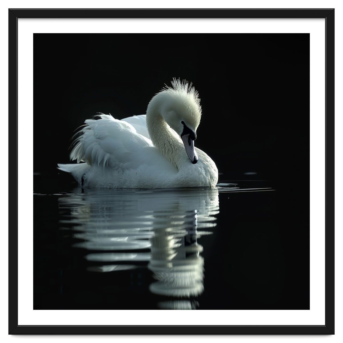 White Swan Gracefully Swimming In Dark Water