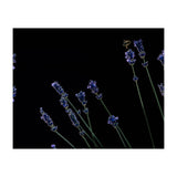 Honeybee and lavender (Print Only) thumbnail