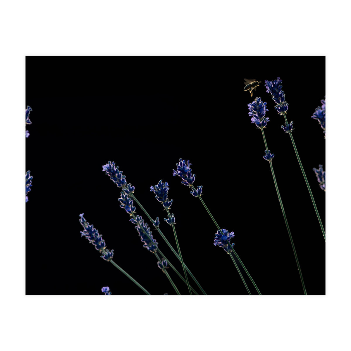 Honeybee and lavender (Print Only)