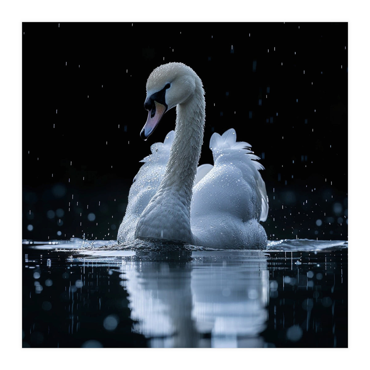 Majestic Swan Swimming In Dark Water (Print Only)
