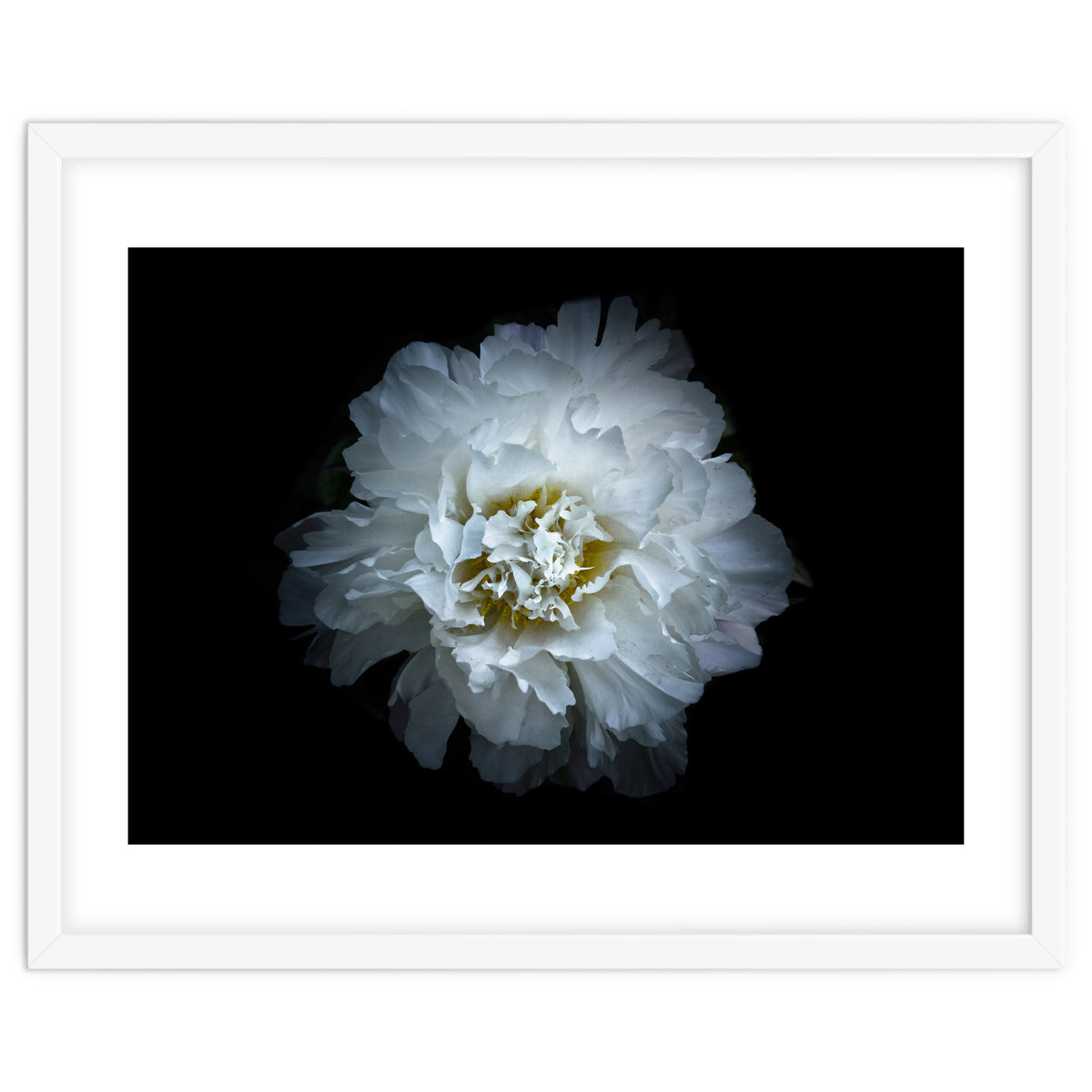 Backyard Flowers No 90 Color Version