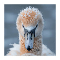 Majestic Swan Covered In Frost And Snow (Print Only)