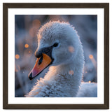 Close Up Frosty Swan Head During Golden Hour thumbnail