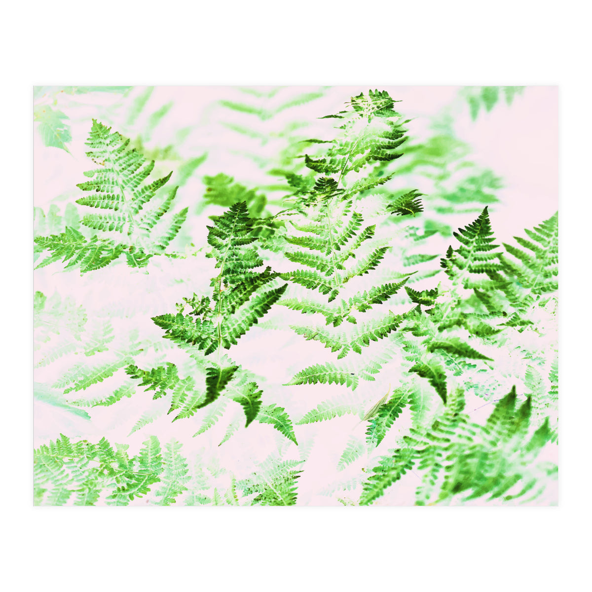 Fern Forest #society6 #decor #buyart (Print Only)