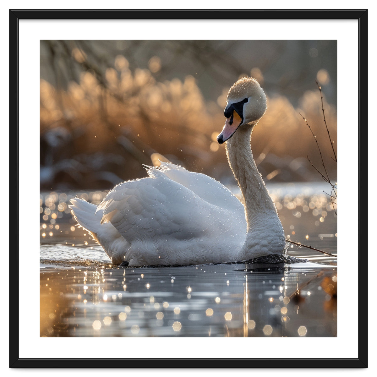 Majestic Swan On Calm Water During Sunset Nature Scene