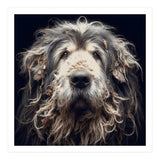 Old Dog 010 (Print Only) thumbnail