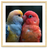 Two Lovebirds Nuzzling Close Up Portrait