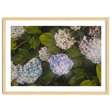 Hydrangeas | Landscape thumbnail