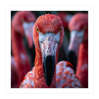 Close Up Of A Flamingo Bird Face, Pink Feathers (Print Only)