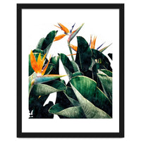 Paradise Bird, Nature Botanical Plant Floral, Tropical Garden Watercolor Painting