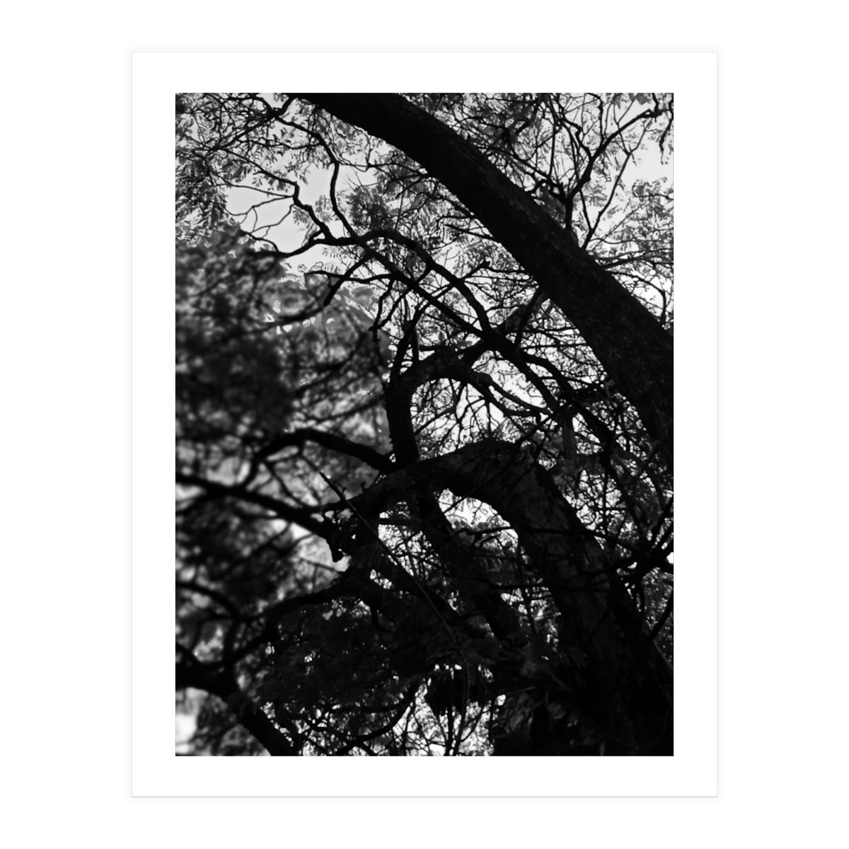 Tree Black Silhouette (Print Only)