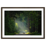 Wolf in the Netherlands thumbnail