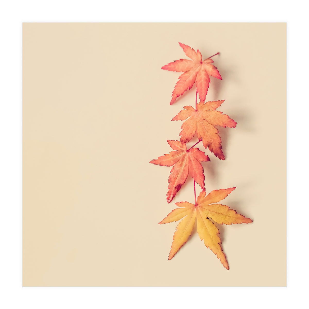 Maple In Pastel (Print Only)