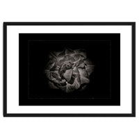 Backyard Flowers In Black And White No 81 with Border