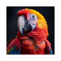 Scarlet Macaw Parrot Head Detailed Portrait Black (Print Only)