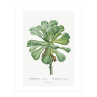 Pierre-Joseph Redouté – Sempervivum Canariense (1799) (Print Only)