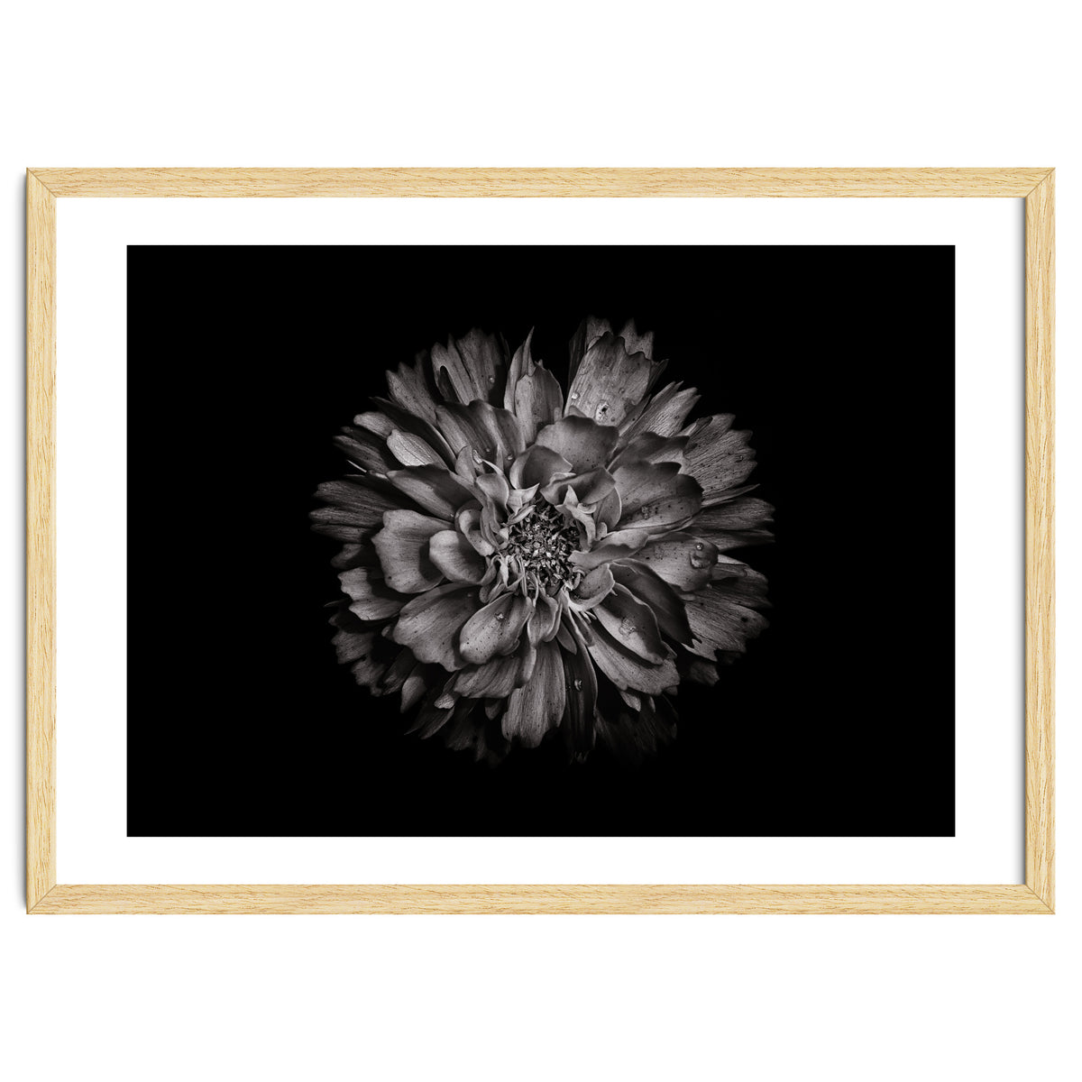 Backyard Flowers In Black And White No 79
