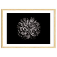Backyard Flowers In Black And White No 79