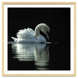 Elegant Swan Floating Gracefully On Dark Water thumbnail