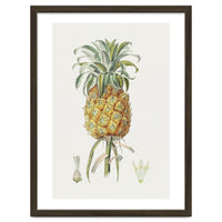 Pineapple (Hand Drawn Botanical Illustration)
