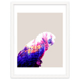Macaw thumbnail