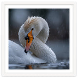 White Swan Bird With Water Droplets In Rain thumbnail