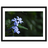 BLOSSOM. thumbnail