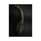 Gourds No 9 Color Version (Print Only) thumbnail