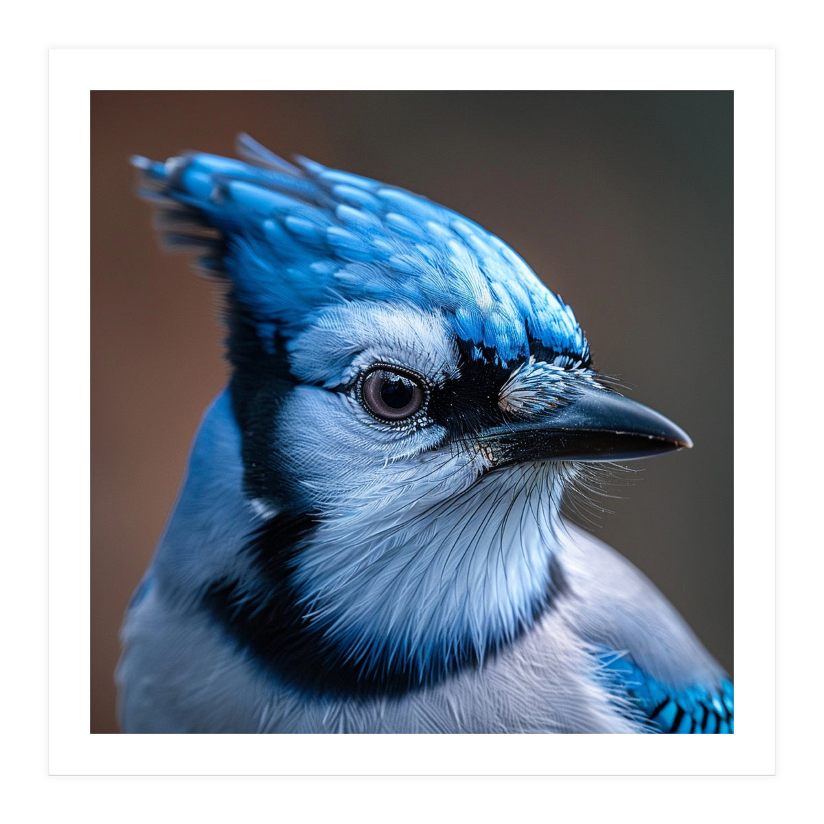 Close Up Portrait Of A Blue Jay Bird (Print Only)