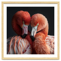 Close Up Of Two Flamingos Nuzzling Together