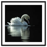 Elegant Swan Floating Gracefully On Dark Water thumbnail