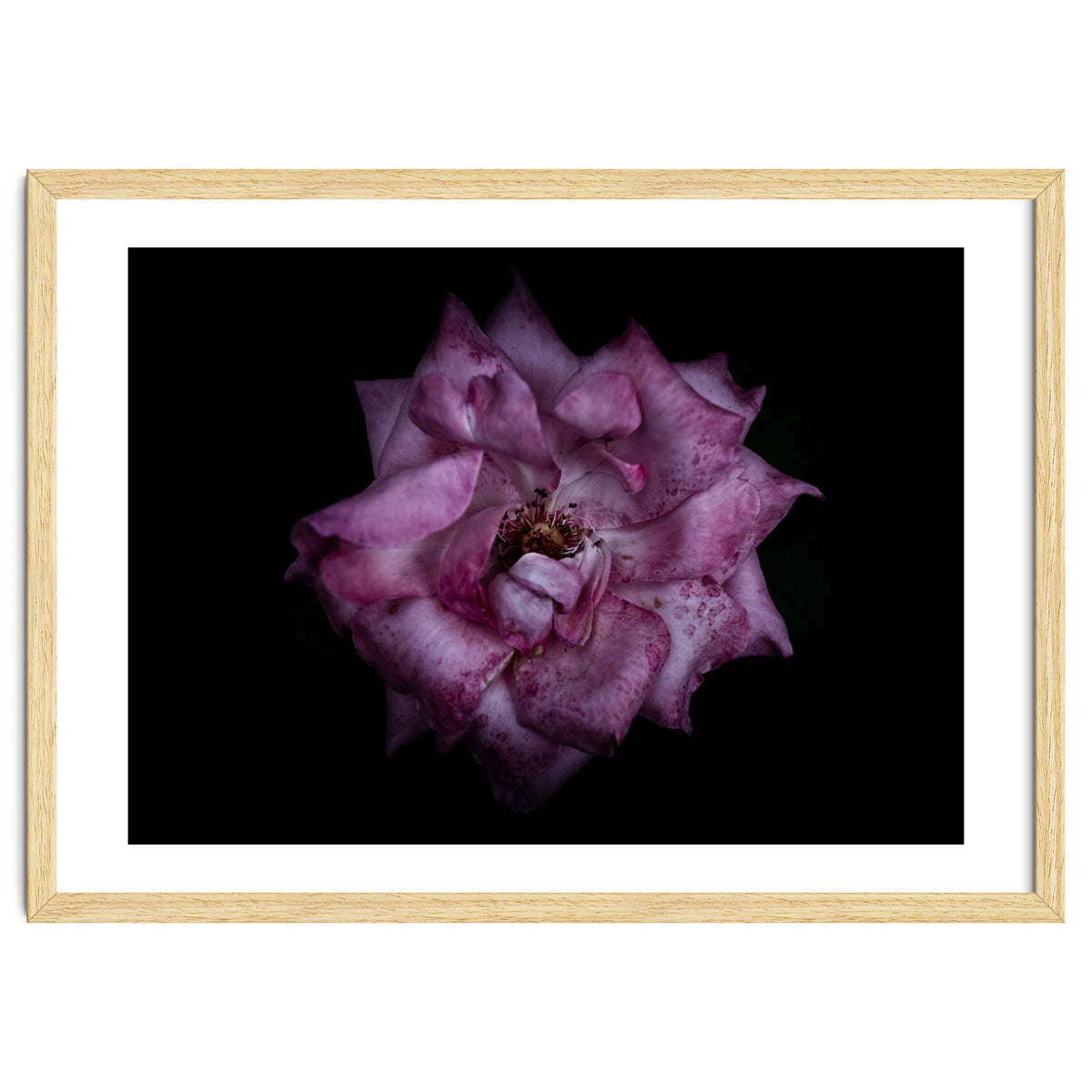 Backyard Flowers No 111 Color Version