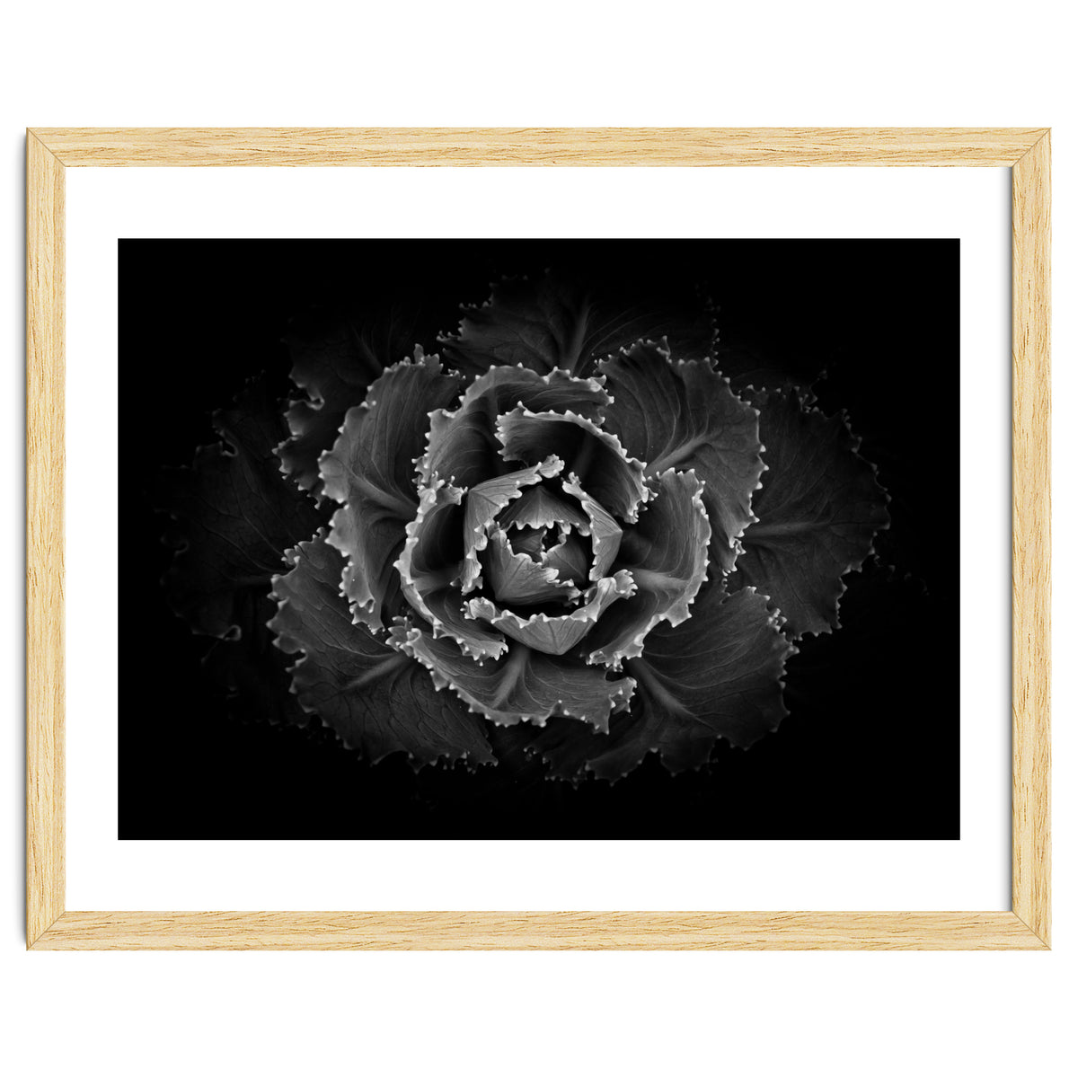 Backyard Flowers In Black And White No 101