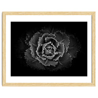 Backyard Flowers In Black And White No 101