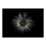 Backyard Flowers No 27 Color Version (Print Only) thumbnail
