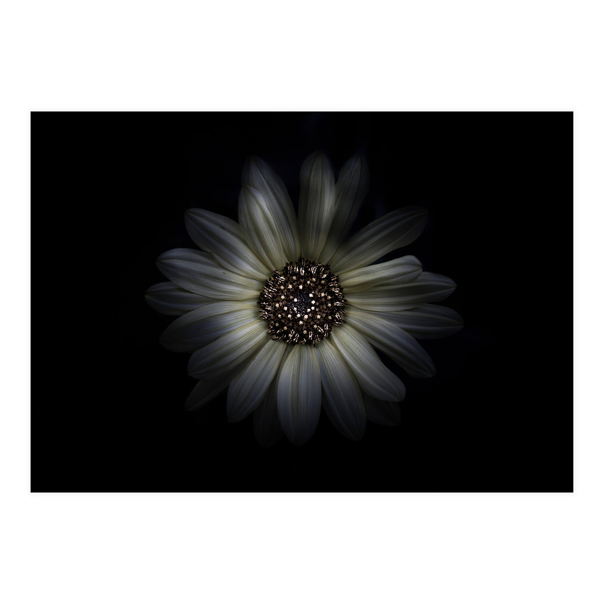 Backyard Flowers No 27 Color Version (Print Only)