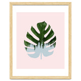 Monstera thumbnail