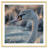 Close Up Of A Swan Covered In Frost thumbnail