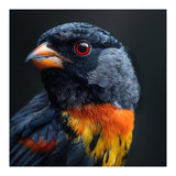 Black Bird With Red Eyes And Orange Chest Feathers (Print Only) thumbnail