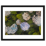 Hydrangeas | Landscape thumbnail