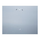 A flying seagull in the winter sky (Print Only) thumbnail