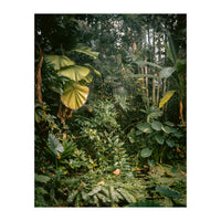A small jungle in a green house (Print Only)