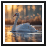 Majestic Swan Gliding On Water At Sunset thumbnail