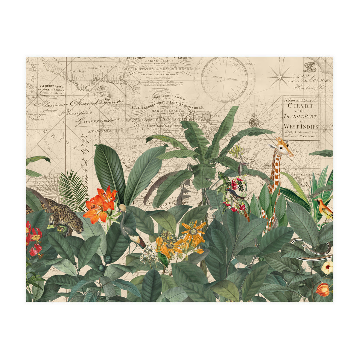 Explore The New World Wild Animals (Print Only)