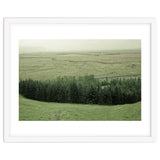 Small forest - Iceland thumbnail