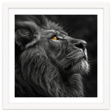 Majestic Lion Face Closeup Golden Eyes Black thumbnail