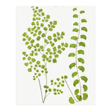 Edward Joseph Lowe – Adiantum Assimile and Adiantum Lunulatum (1856–1860) (Print Only) thumbnail