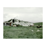 Sheep with a farmhouse - Iceland  (Print Only) thumbnail